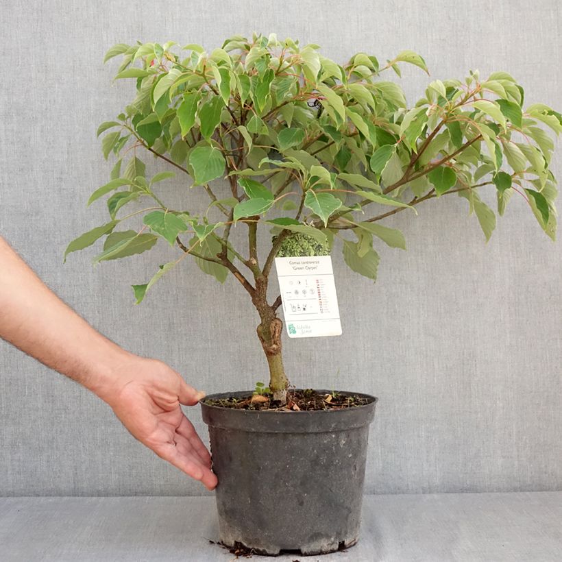 Exemplaar van Cornus controversa Green Carpet - Reuzenkornoelje Pot van 4 l/5 l zoals geleverd in de zomer