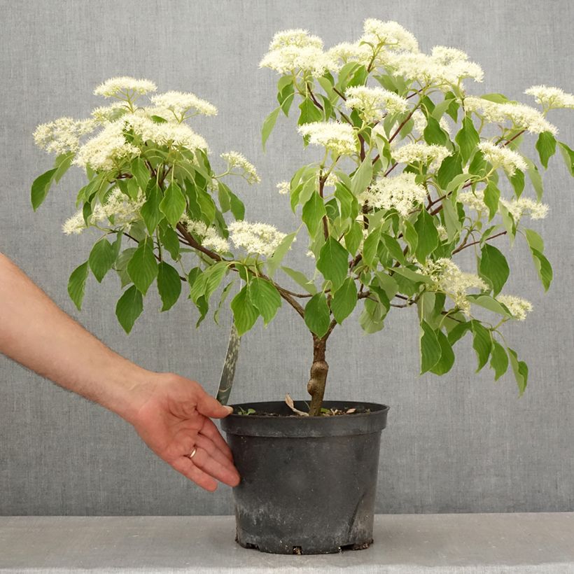 Example of Cornus controversa Green Carpet - Cornouiller des Pagodes Pot van 4 l/5 l as you get in printemps