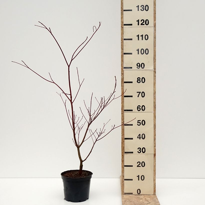 Example of Cornus controversa Laska - Cornouiller des Pagodes Pot van 4 l/5 l as you get in hiver