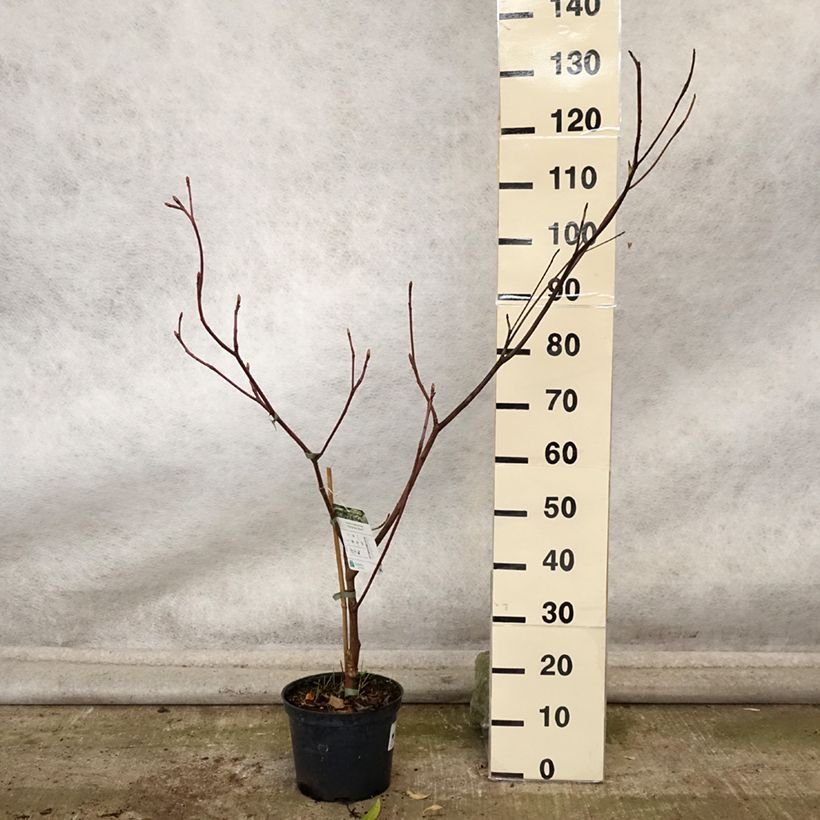 Exemplaar van Cornus controversa Marginata Nord - Cornouiller des Pagodes Pot de 4L/5L zoals geleverd in de herfst