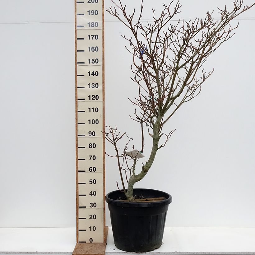 Exemplaar van Cornus controversa Variegata - Reuzenkornoelje Pot van 50 l/55 l zoals geleverd in de winter