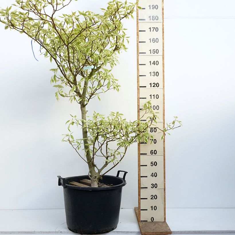 Exemplaar van Cornus controversa Variegata - Reuzenkornoelje Pot van 50 l/55 l zoals geleverd in de lente
