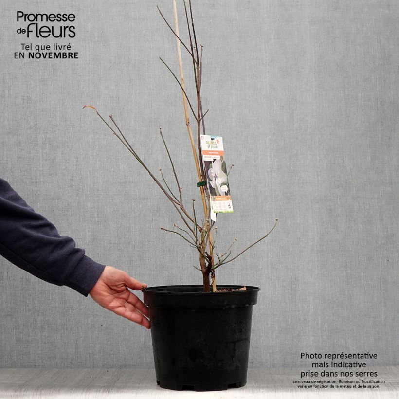 Exemplaar van Cornus florida Cloud Nine - Amerikaanse kornoelje Pot van 7,5 l/10 l zoals geleverd in de herfst