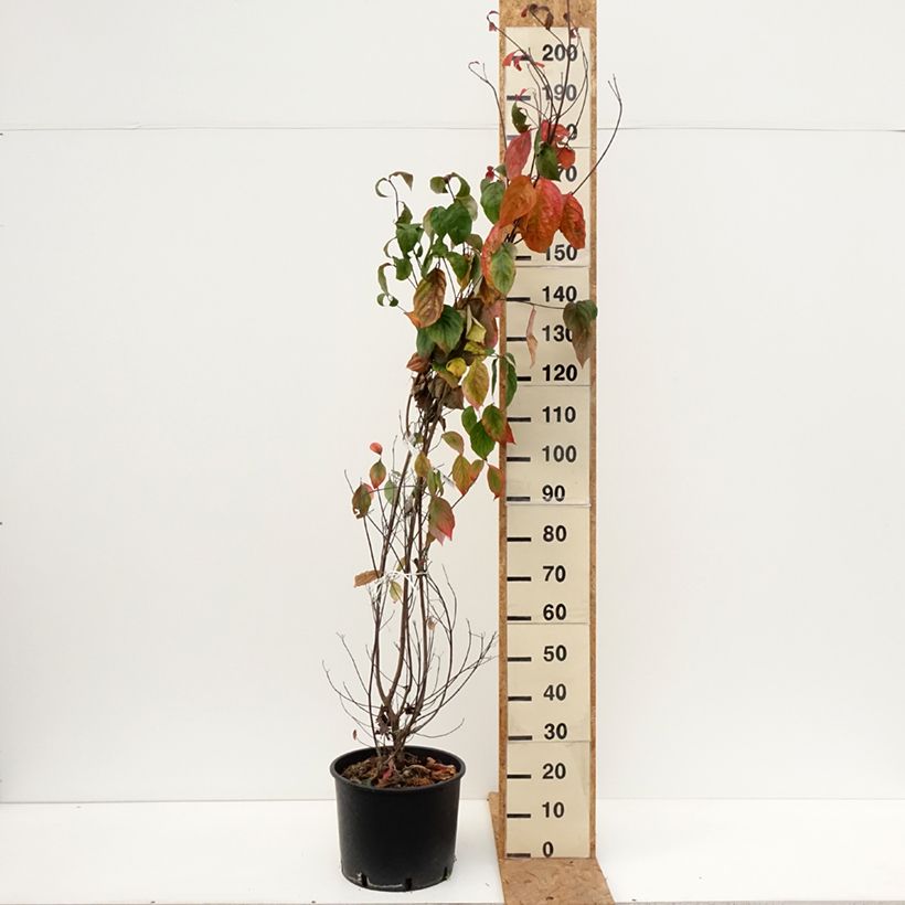 Example of Cornus florida - Cornouiller à fleurs d'Amérique1 Pot van 18 l/20 l as you get in automne