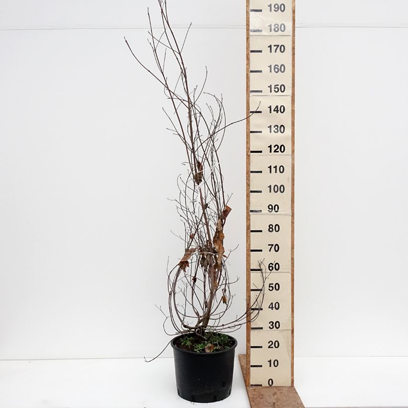 Exemplaar van Cornus florida - Amerikaanse kornoelje Pot van 18 l/20 l zoals geleverd in de winter