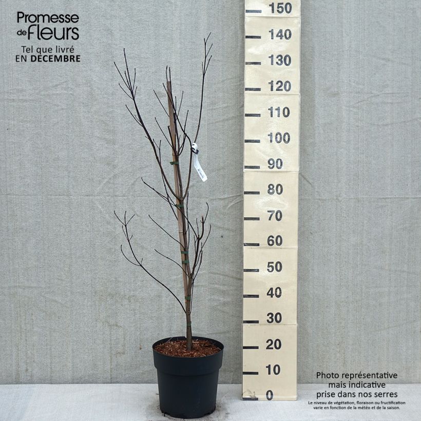 Exemplaar van Cornus florida - Amerikaanse kornoelje Pot van 7,5 l/10 l zoals geleverd in de herfst