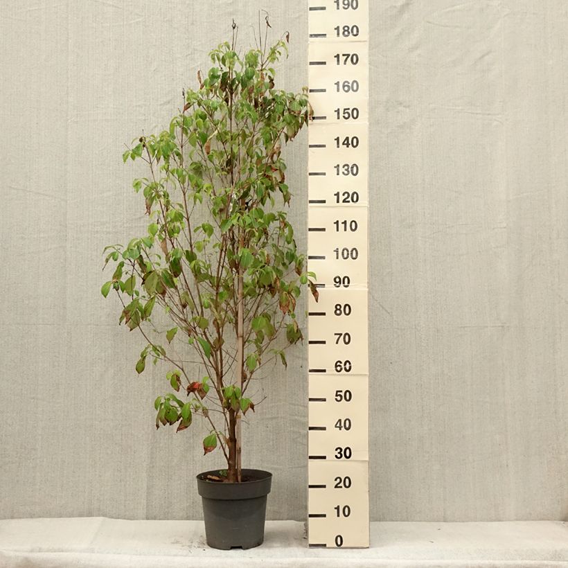 Exemplaar van Cornus florida - Amerikaanse kornoelje Pot van 7,5 l/10 l zoals geleverd in de zomer