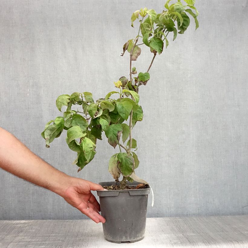 Exemplaar van Cornus florida Rainbow - Amerikaanse kornoelje Pot van 4 l/5 l zoals geleverd in de zomer