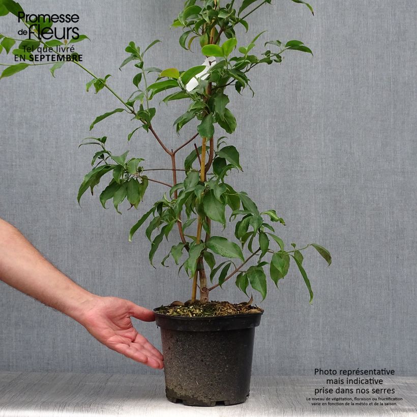 Exemplaar van Cornus hongkongensis - Kornoelje Pot van 2 l/3 l zoals geleverd in de herfst
