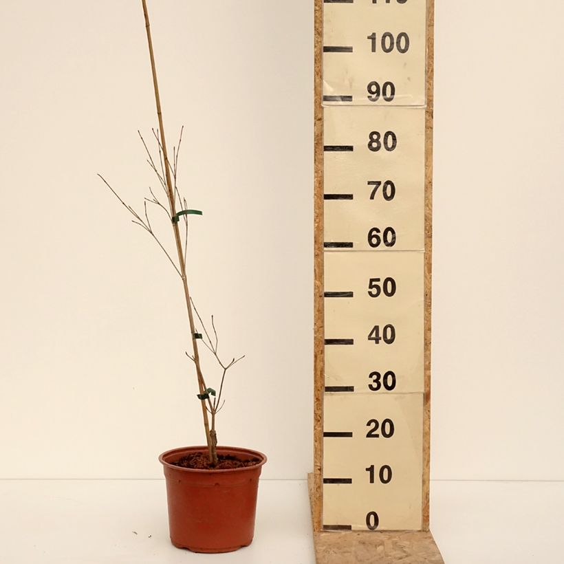 Example of Cornus kousa Beni-fuji - Cornouiller du Japon Pot van 6 l/7 l as you get in hiver