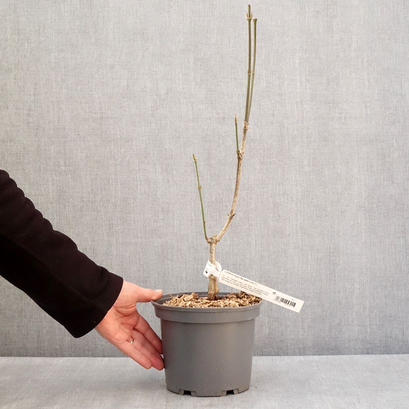 Example of Cornus kousa Big Apple - Cornouiller du Japon Pot van 3 l/4 l as you get in hiver