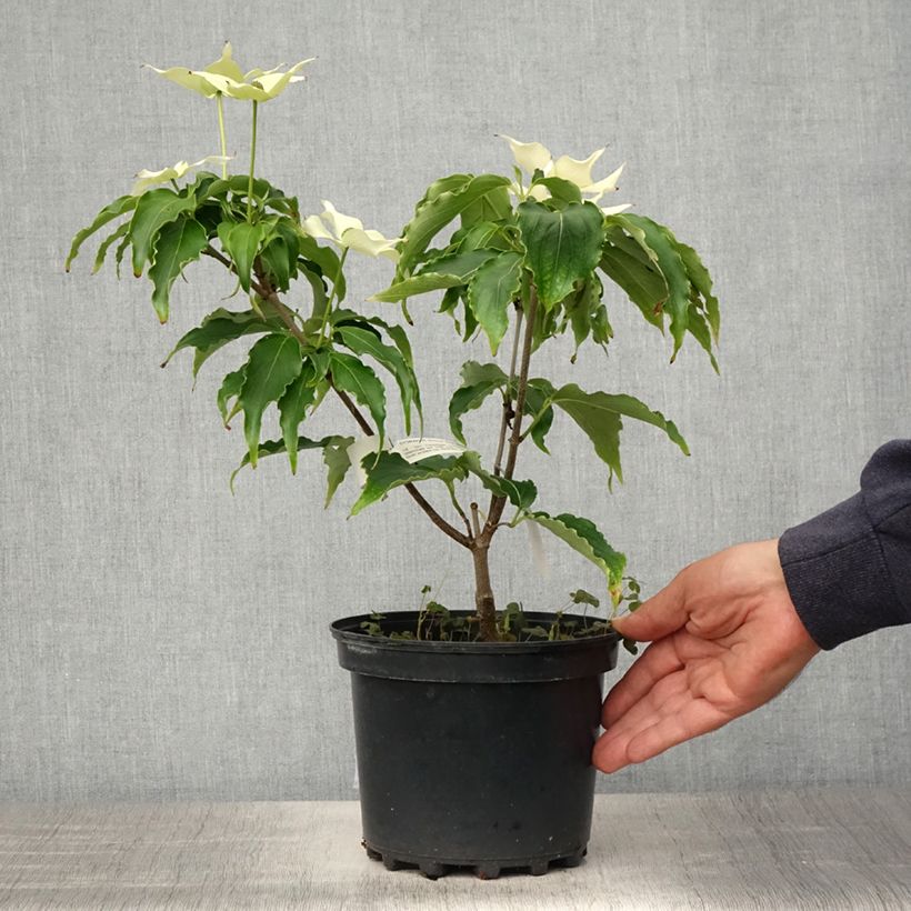 Exemplaar van Cornus kousa Big Apple - Japanse kornoelje Pot van 3 l/4 l zoals geleverd in de lente