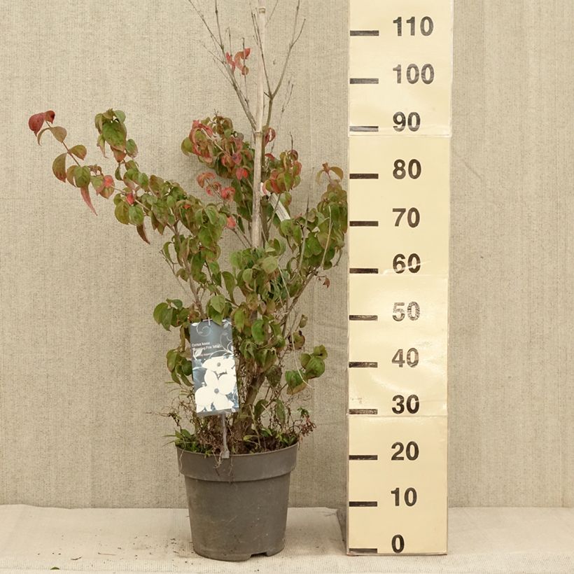 Exemplaar van Cornus kousa Blooming Pink Tetra - Japanse kornoelje Pot van 7,5 l/10 l zoals geleverd in de herfst