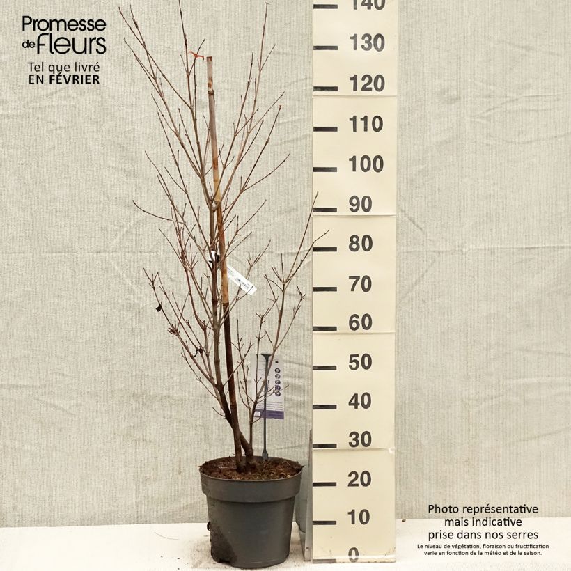 Example of Cornus kousa Blooming Pink Tetra - Cornouiller hybride Pot van 7,5 l/10 l as you get in hiver