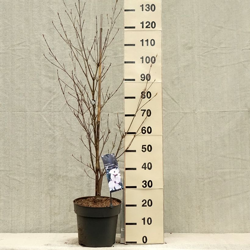 Exemplaar van Cornus kousa Blooming Pink Tetra - Japanse kornoelje Pot van 7,5 l/10 l zoals geleverd in de lente