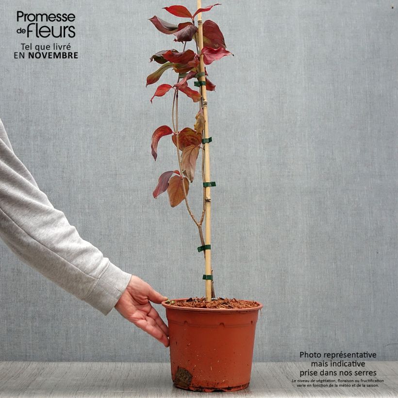 Exemplaar van Cornus kousa Blue Shadow - Japanse kornoelje Pot van 4 l/5 l zoals geleverd in de herfst