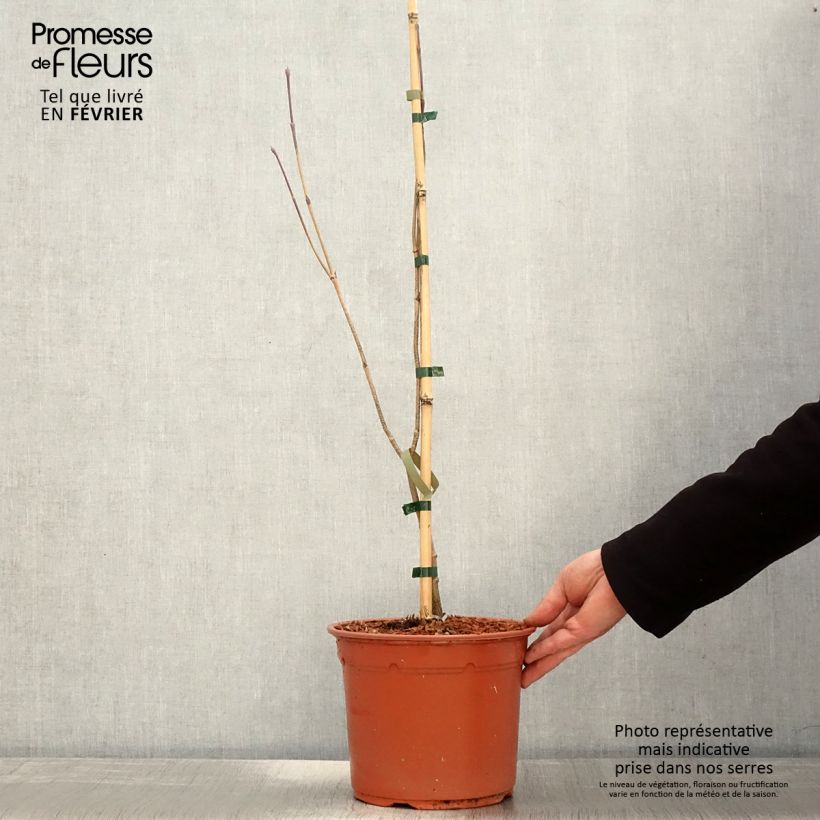 Example of Cornus kousa Blue Shadow - Cornouiller du Japon Pot van 4 l/5 l as you get in hiver