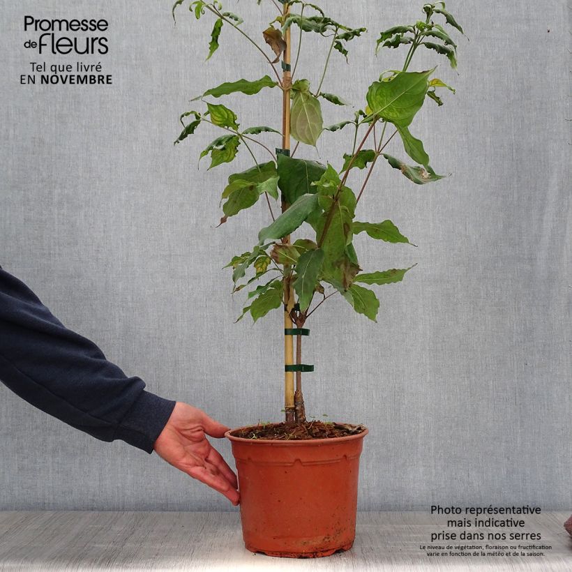 Exemplaar van Cornus kousa Cappuccino - Japanse kornoelje Pot van 4 l/5 l zoals geleverd in de herfst
