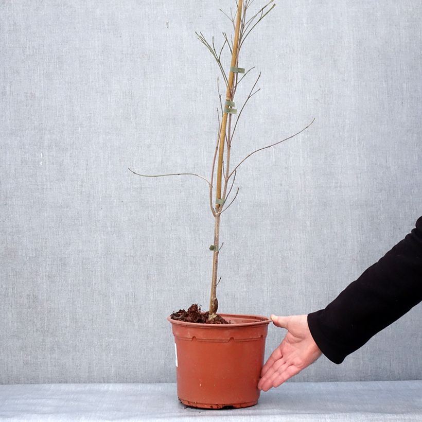 Example of Cornus kousa Cappuccino - Cornouiller du Japon Pot van 6 l/7 l as you get in hiver