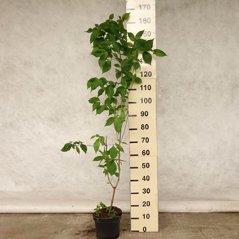 Exemplaar van Cornus kousa Chinensis - Japanse kornoelje Pot van 3 l/4 l zoals geleverd in de zomer