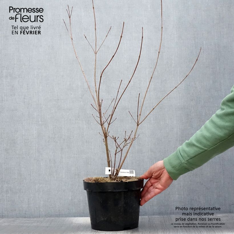 Example of Cornus kousa Copacabana - Cornouiller du Japon Pot van 4 l/5 l as you get in hiver