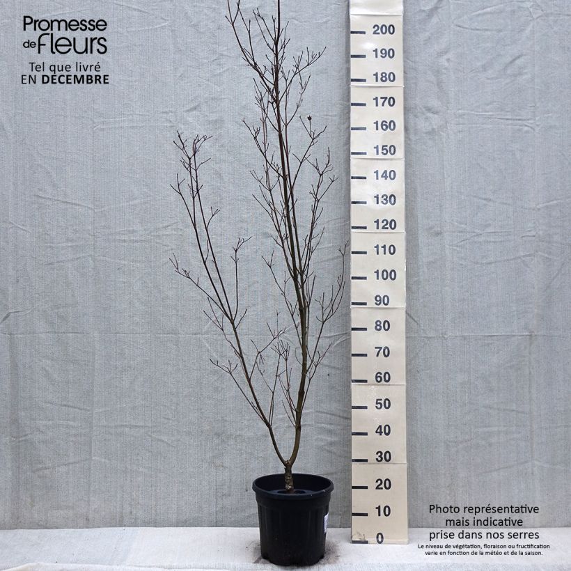 Example of Cornus kousa Couronne - Cornouiller du Japon Pot van 12 l/15 l as you get in hiver