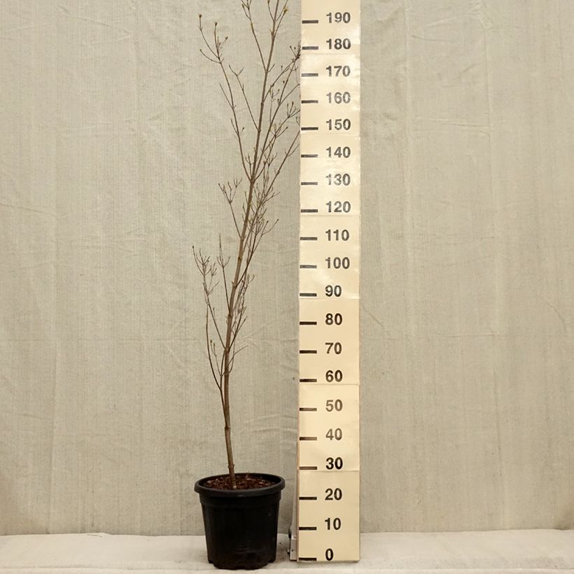 Exemplaar van Cornus kousa Couronne - Japanse kornoelje Pot van 12 l/15 l zoals geleverd in de lente