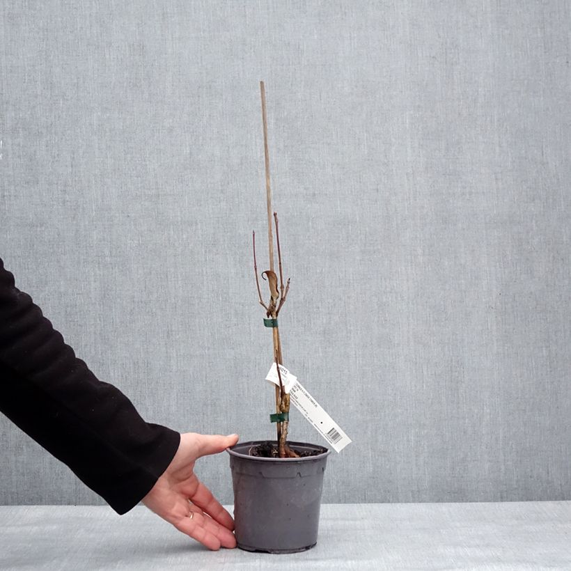 Example of Cornus kousa Flower Tower - Japanse kornoelje Pot van 1 l/1,5 l as you get in hiver