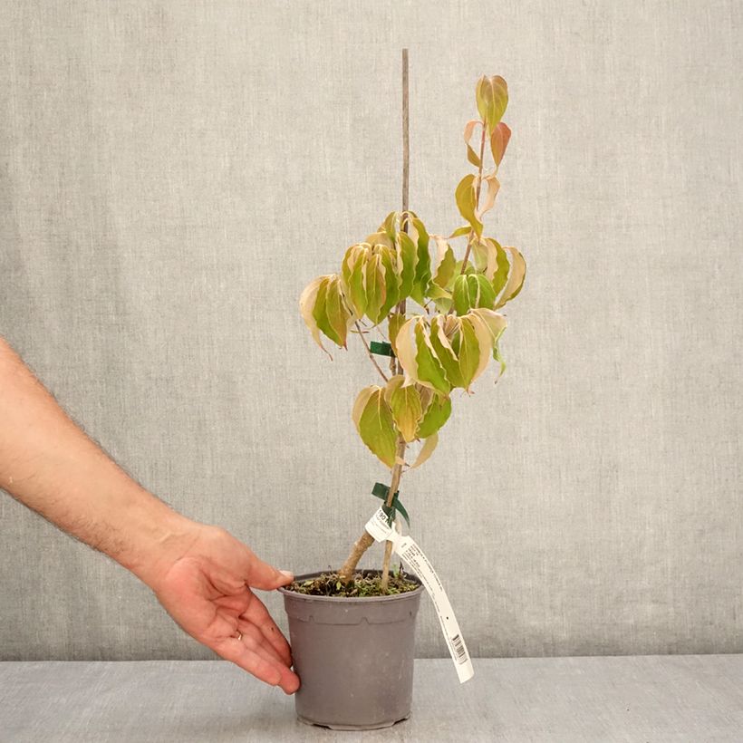 Exemplaar van Cornus kousa Flower Tower - Japanse kornoelje Pot van 1 l/1,5 l zoals geleverd in de zomer