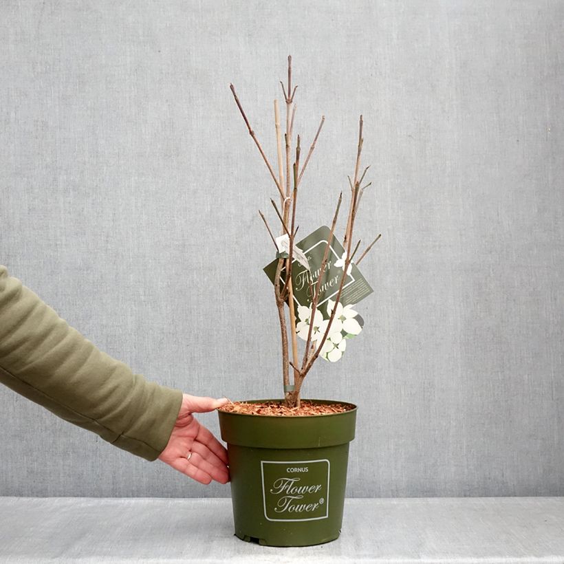 Exemplaar van Cornus kousa Flower Tower - Japanse kornoelje Pot van 4 l/5 l zoals geleverd in de winter