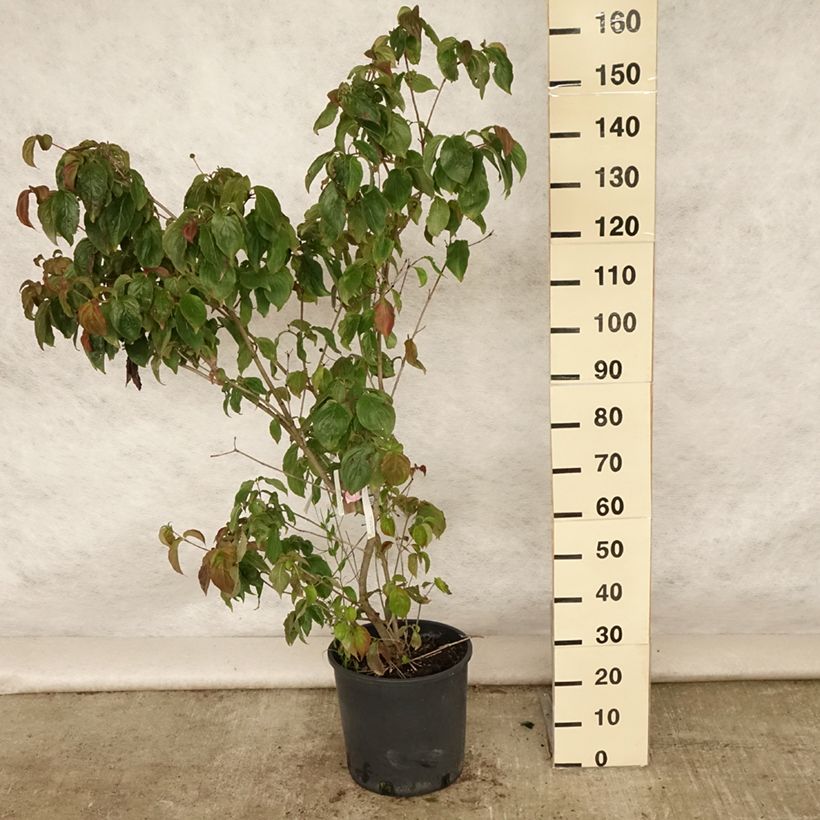Exemplaar van Cornus kousa Heart Throb - Japanse kornoelje Pot van 18 l/20 l zoals geleverd in de zomer