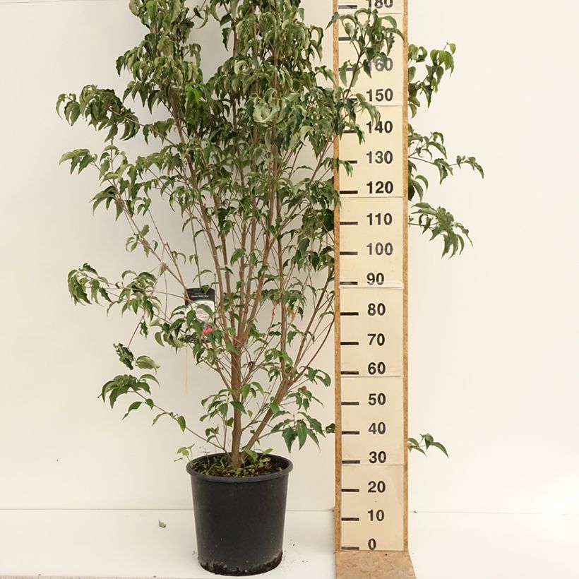 Exemplaar van Cornus kousa Milky Way - Japanse kornoelje Pot van 18 l/20 l zoals geleverd in de zomer