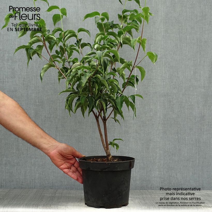 Exemplaar van Cornus kousa Milky Way - Japanse kornoelje Pot van 4 l/5 l zoals geleverd in de herfst