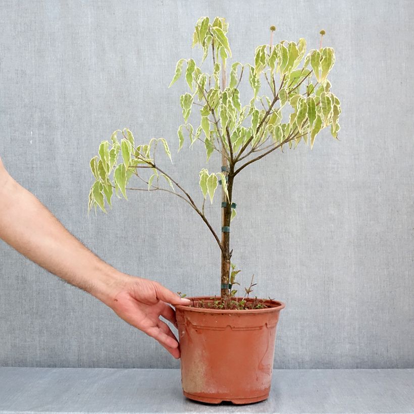 Exemplaar van Cornus kousa Pevé Foggy - Japanse kornoelje Pot van 4 l/5 l zoals geleverd in de zomer
