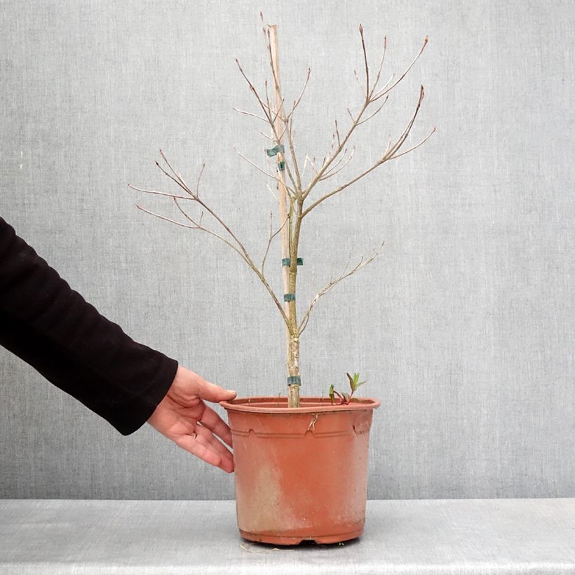 Exemplaar van Cornus kousa Pevé Foggy - Japanse kornoelje Pot van 4 l/5 l zoals geleverd in de lente