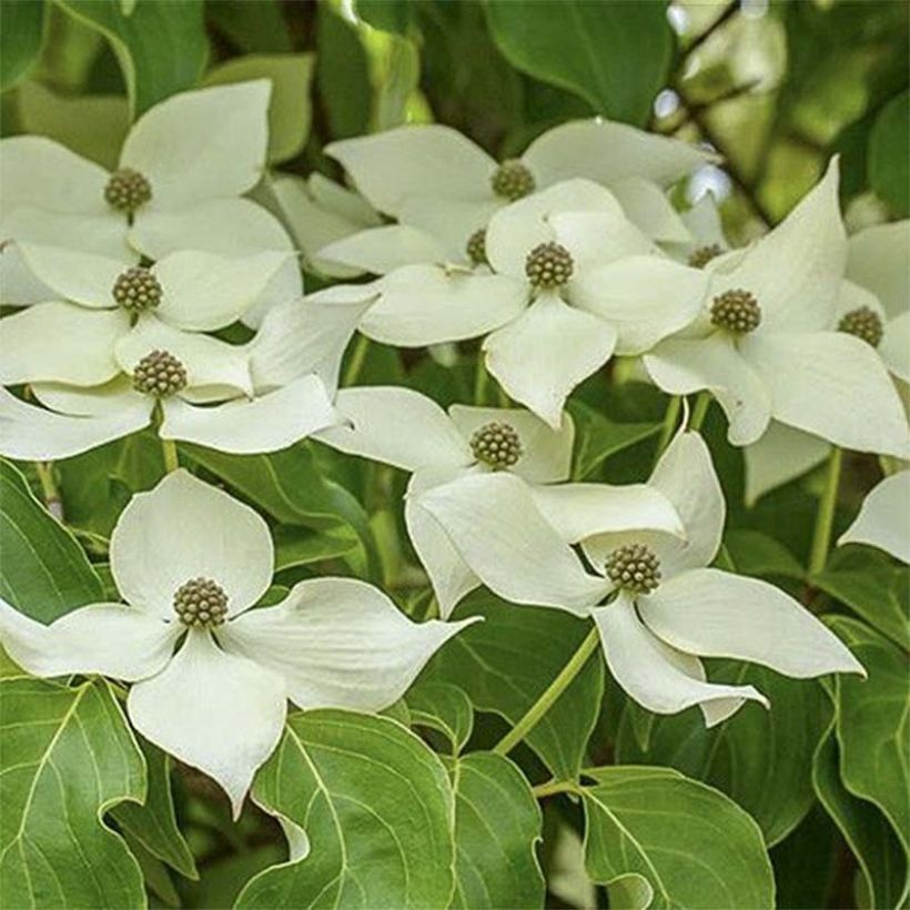 Cornus kousa Roberts Select - Japanse kornoelje (Flowering)