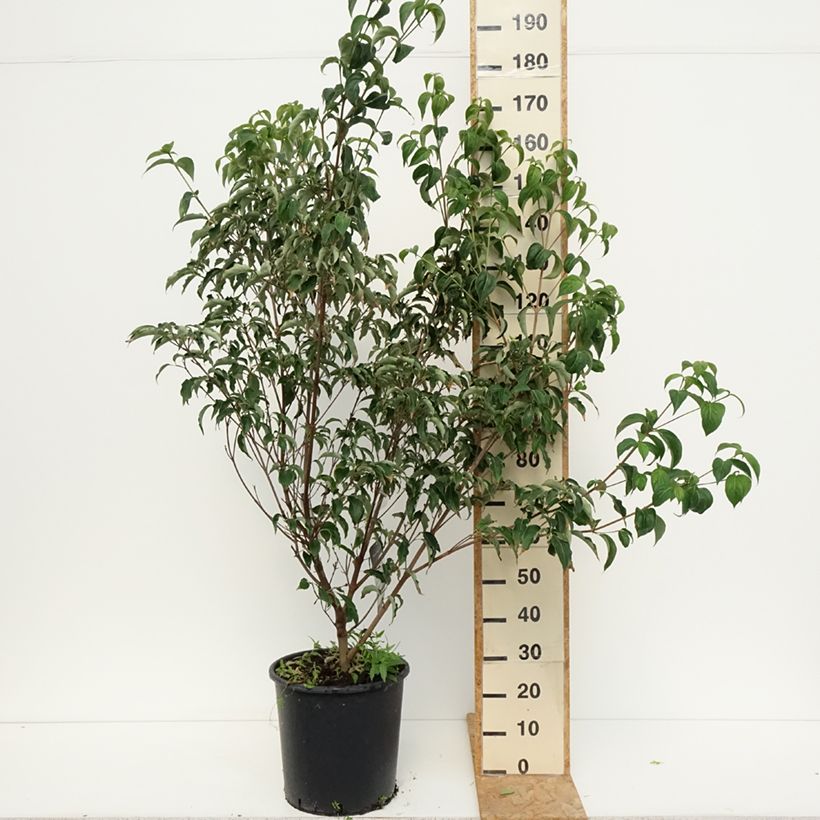 Exemplaar van Cornus kousa Roberts Select - Japanse kornoelje Pot van 20 l/25 l zoals geleverd in de zomer
