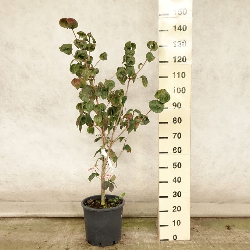 Exemplaar van Cornus kousa Satomi - Japanse kornoelje Pot van 6 l/7 l zoals geleverd in de zomer