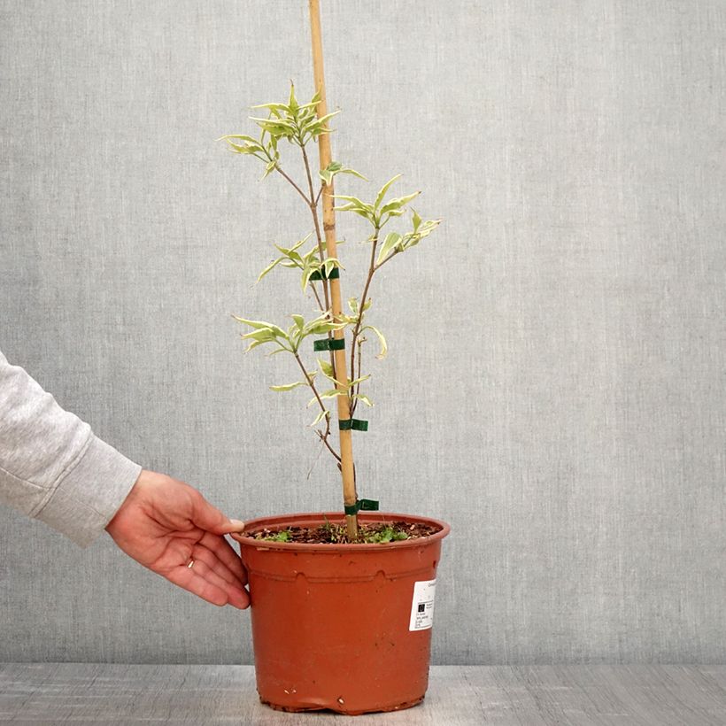 Exemplaar van Cornus kousa Shira-yuki - Japanse kornoelje Pot van 4 l/5 l zoals geleverd in de lente