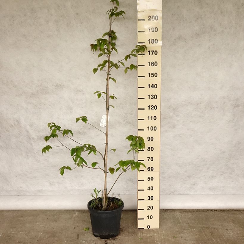 Exemplaar van Cornus kousa Teutonia - Japanse kornoelje Pot van 12 l/15 l zoals geleverd in de lente