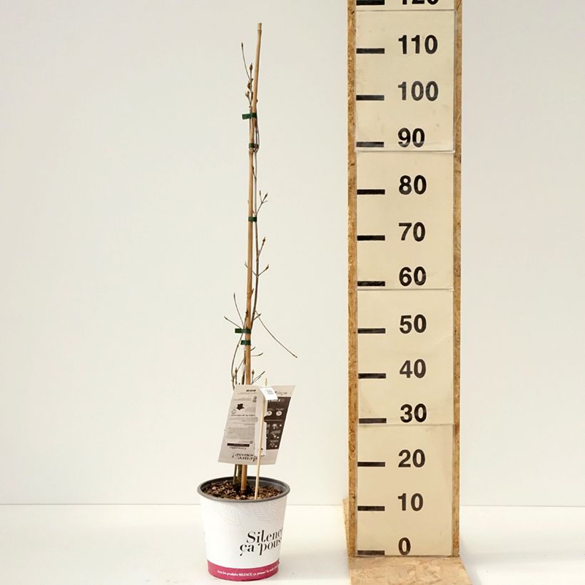 Exemplaar van Cornus kousa chinensis Great Star - Japanse kornoelje Pot van 4 l/5 l zoals geleverd in de lente