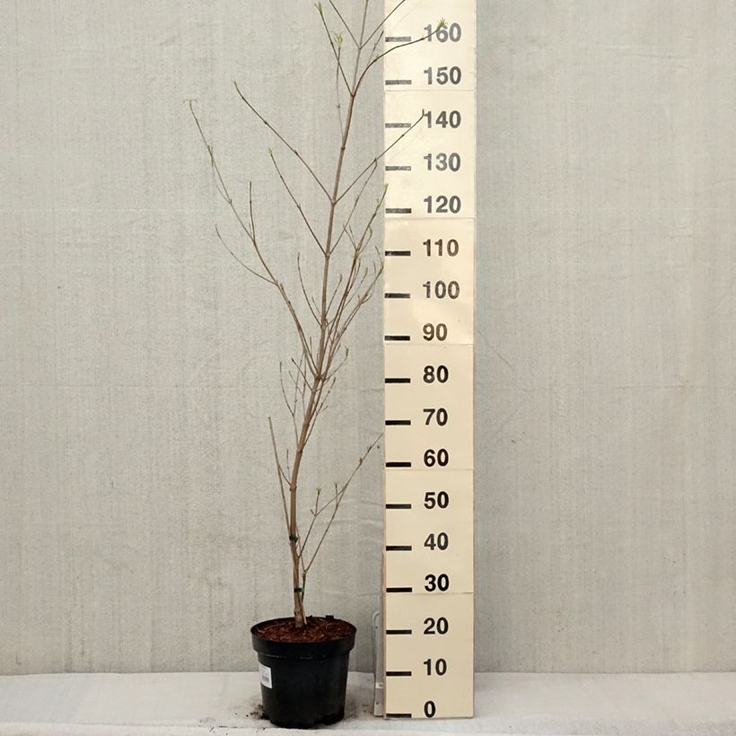 Exemplaar van Cornus kousa chinensis Great Star - Japanse kornoelje Pot van 7,5 l/10 l zoals geleverd in de lente