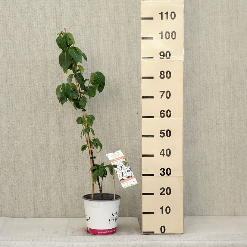 Exemplaar van Cornus kousa chinensis Great Star - Japanse kornoelje Pot van 4 l/5 l zoals geleverd in de herfst