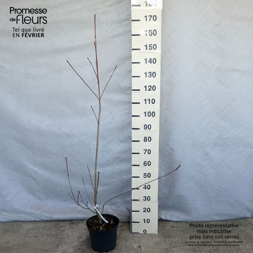 Example of Cornus kousa Venus - Japanse kornoelje Pot van 7,5 l/10 l as you get in hiver