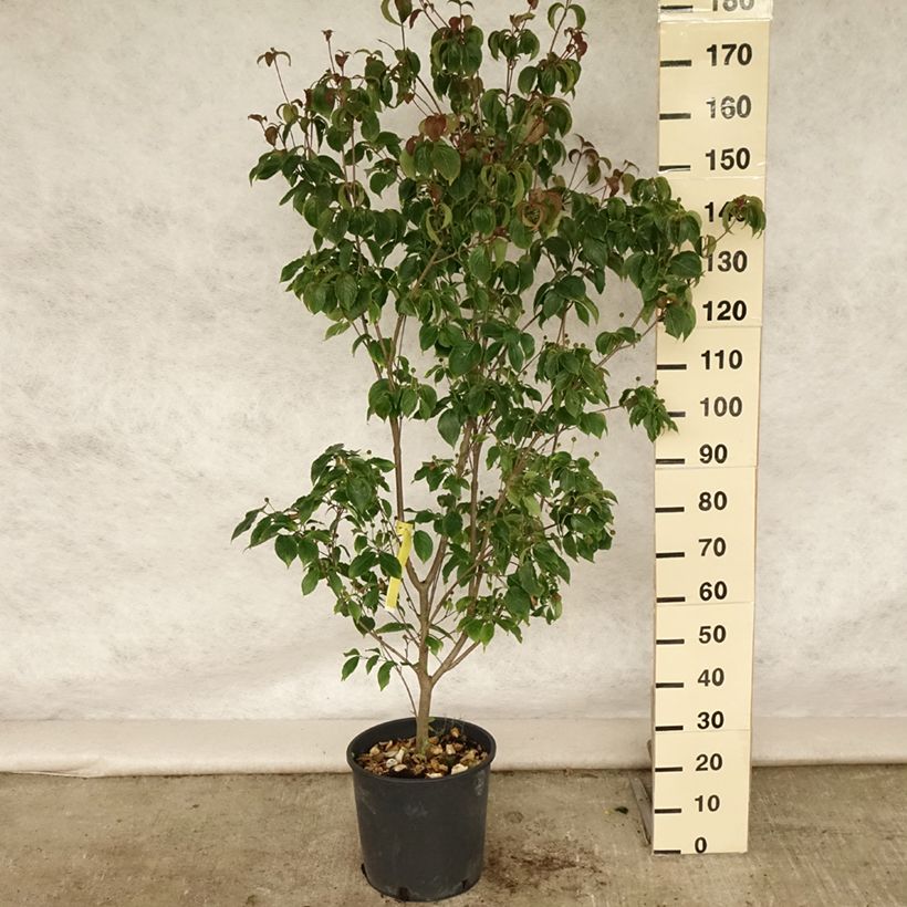 Exemplaar van Cornus kousa Wieting's Select - Japanse kornoelje Pot van 18 l/20 l zoals geleverd in de zomer