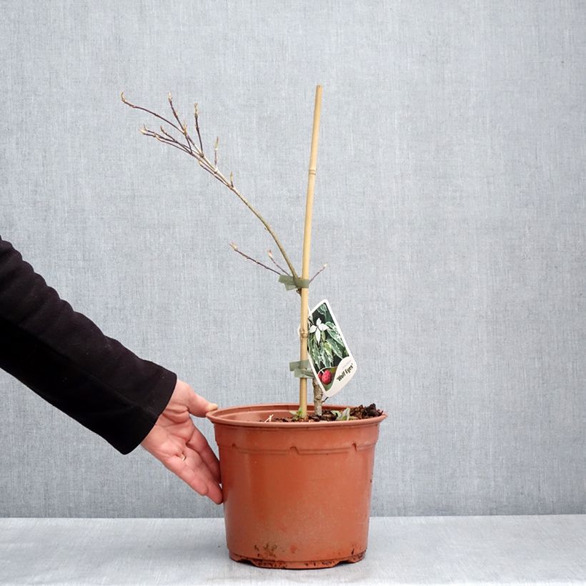 Exemplaar van Cornus kousa Wolf Eyes - Japanse kornoelje Pot van 4 l/5 l zoals geleverd in de lente