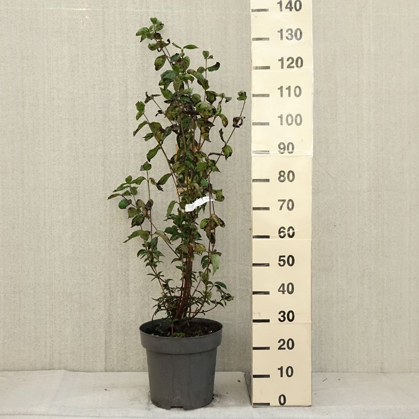 Exemplaar van Cornus mas - Gele kornoelje Pot van 12 l/15 l zoals geleverd in de herfst