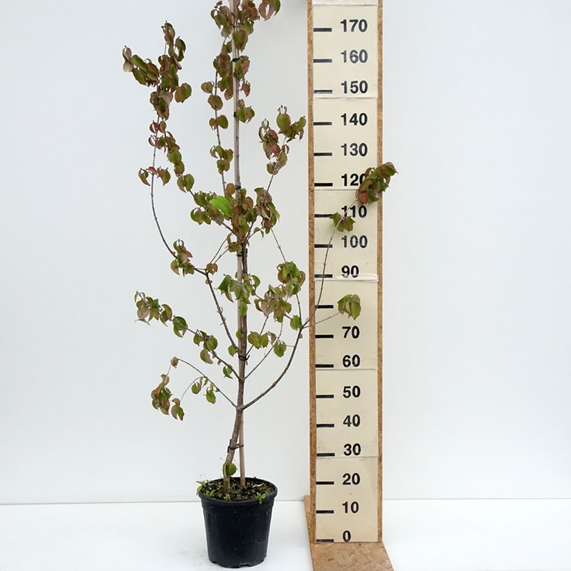 Exemplaar van Cornus mas Flava - Gele kornoelje Pot van 7,5 l/10 l zoals geleverd in de zomer