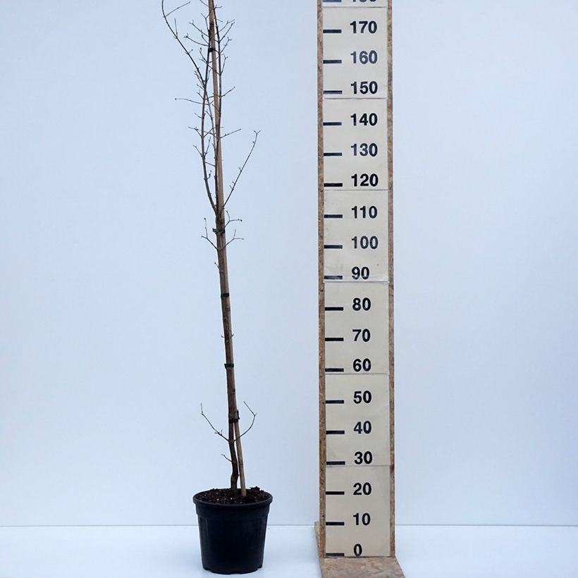 Example of Cornus mas Flava - Gele kornoelje Pot van 7,5 l/10 l as you get in hiver