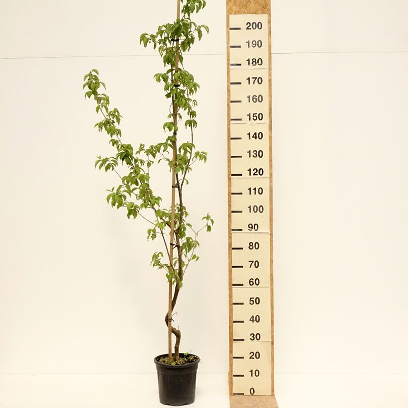 Exemplaar van Cornus mas Flava - Gele kornoelje Pot van 7,5 l/10 l zoals geleverd in de lente